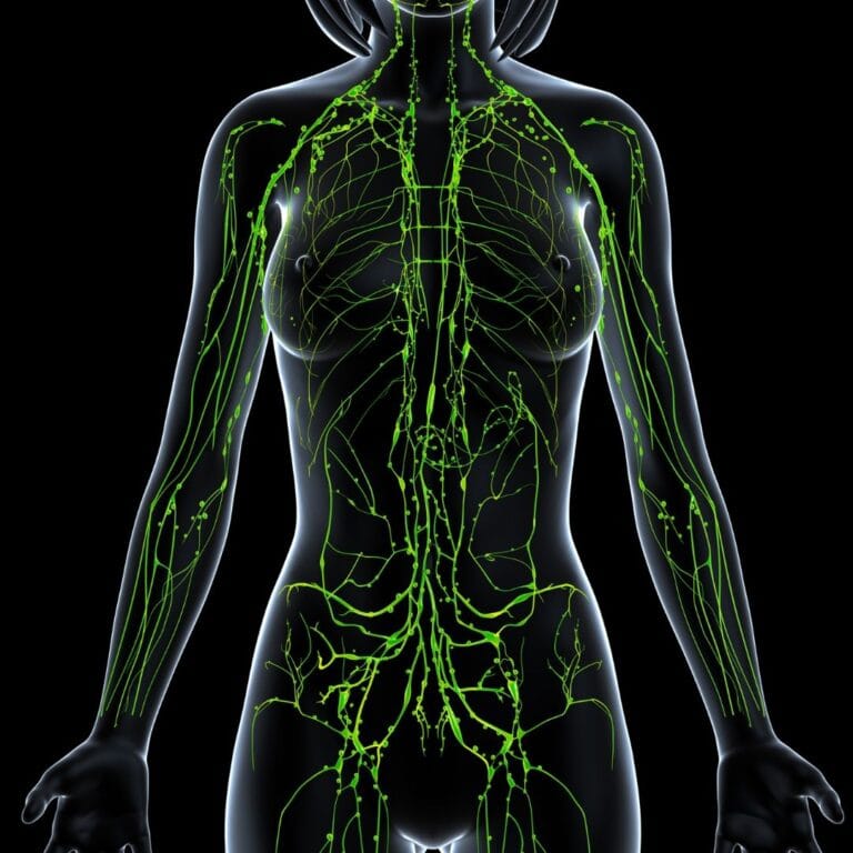 Lymphatic System and Gut Health