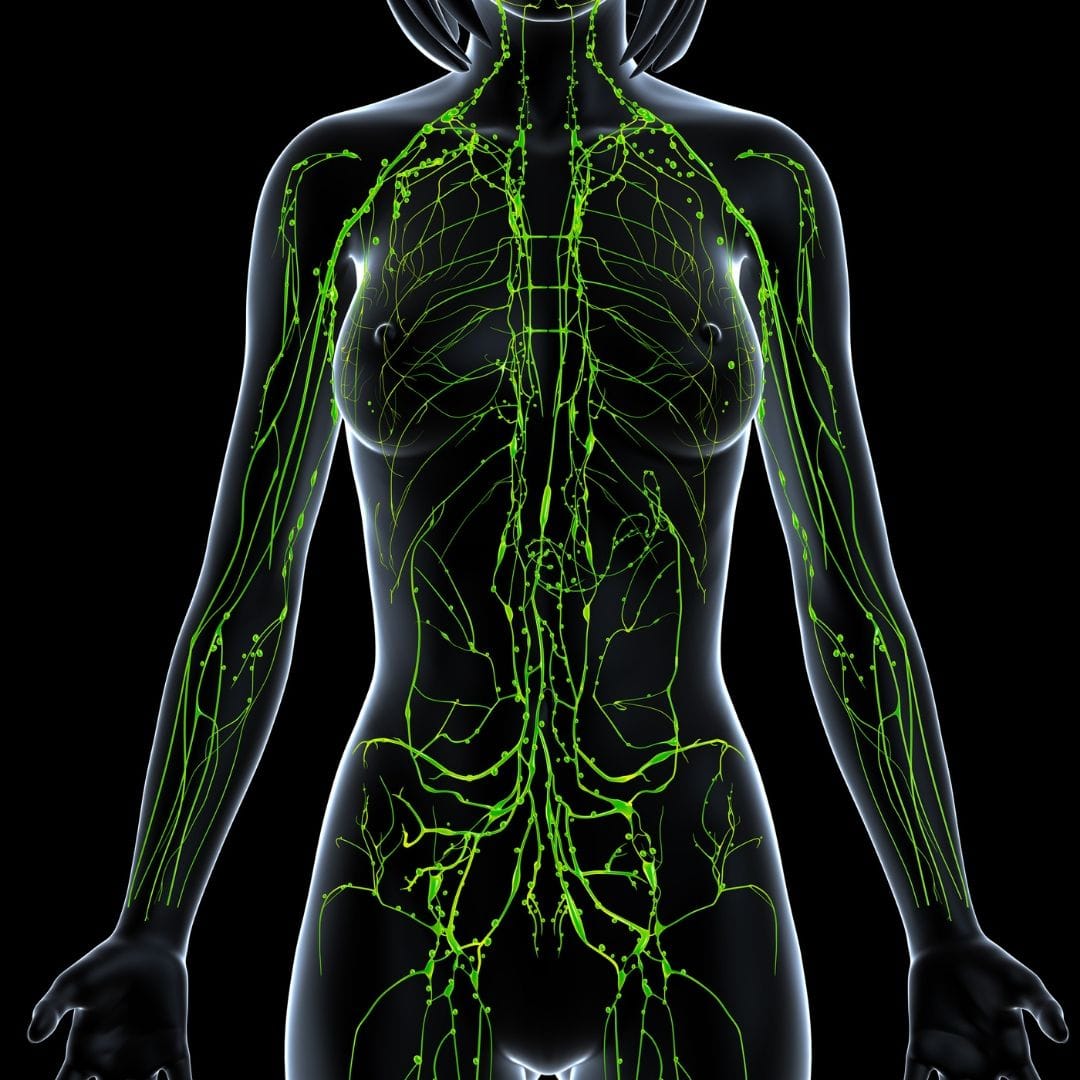 Lymphatic System and Gut Health